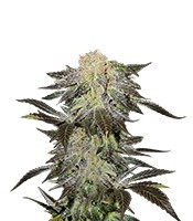 Mendocino Madness regular (T.H. Seeds)