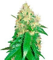 Graines de cannabis Northern Light Blue (Delicious Seeds)