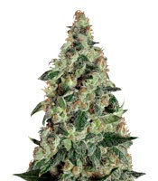 Super Skunk Auto (Dr. Krippling Seeds)