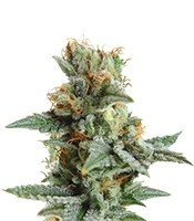 Graines de cannabis Blueberry Kush Automatic (Nirvana Seeds)