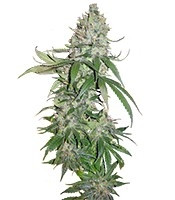 Buddha Quasar (Buddha Seeds)