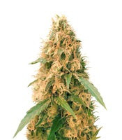 Semi femminizzati di Jack Mist Tree