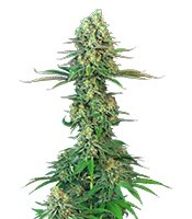 Bubblegum (T.H. Seeds)