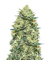 Auto White Widow (00 Seeds) Cannabis-Samen