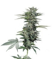 Graines de cannabis Roadrunner Autoflowering #2 (Dinafem Seeds)