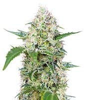 Crystal Candy feminized seeds