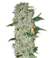 Northern Lights Regular seeds (Nirvana Seeds)