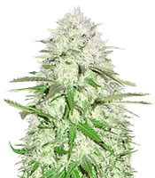 Sweet Harlem Diesel feminized seeds