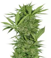 Graines de cannabis Easy Sativa (Female Seeds)