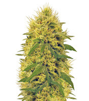 Semi femminizzati Big Bud (Vision Seeds)