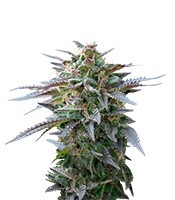 Blue Mystic (RQS) Cannabis-Samen