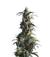 Domina Haze feminized seeds