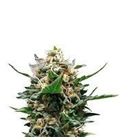 Royal Medic CBD (RQS) Cannabis-Samen