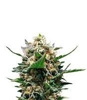 Royal Medic CBD feminized seeds (Royal Queen Seeds)