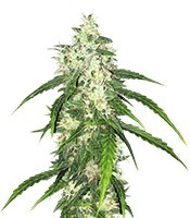 Swiss Cheese Automatic (Nirvana Seeds) Cannabis-Samen