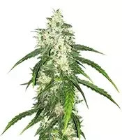 Swiss Cheese Automatic (Nirvana Seeds)