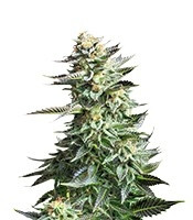Amnesia Haze (RQS) Cannabis-Samen