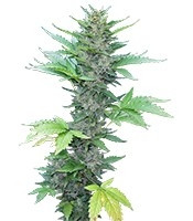 Green Poison Auto feminized seeds