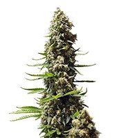 Graines de cannabis Serious 6 (Serious Seeds)