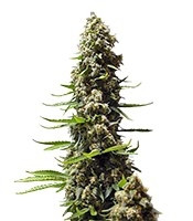 Serious 6 feminized seeds