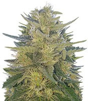 Graines de cannabis Impala 64 Haze Auto (Sumo Seeds)