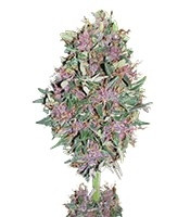 Graines de cannabis Purple #1 (Dutch Passion)