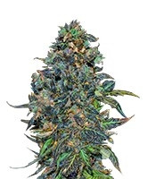 Taison Auto (VIP seeds) Cannabis-Samen