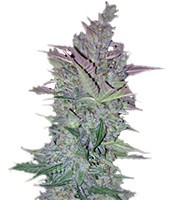 Vertigo Auto (Paradise Seeds)