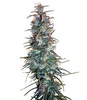 Dr. Grinspoon Seeds para venda