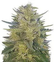 Impala 64 Haze Auto feminized seeds