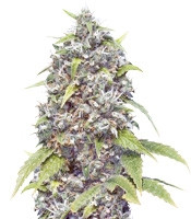 Graines de cannabis Pure AK (Female Seeds)