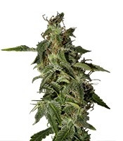 Graines de cannabis Afgooey (Strain Hunters)