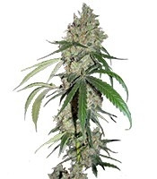 Chocolope (DNA Genetics) Cannabis-Samen