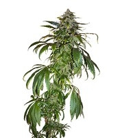 Santa Sativa (Dinafem Seeds) Cannabis-Samen