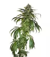 Semi femminizzati di Santa Sativa