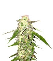 Amnezia VIP feminized seeds