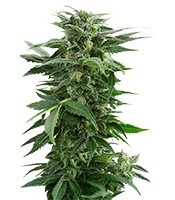 Haze XXL Autoflowering feminized seeds