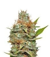 Kali Dog feminized seeds