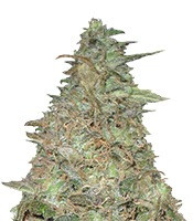 Melon Kali feminized seeds