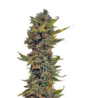 Northern Delights Auto feminized seeds