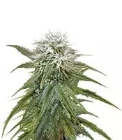 Misty Kush (Nirvana Seeds)