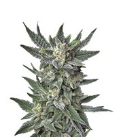 Auto Bubblegum (T.H. Seeds)