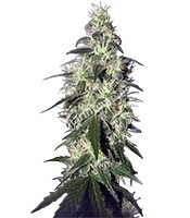 Buddha Pulsar (Buddha Seeds)