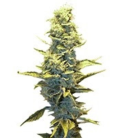 Graines de cannabis Fruit Autoflowering (Dinafem Seeds)