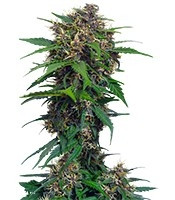 Red Poison Auto feminized seeds