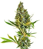 Sweet Cheese F1 Fast Version (Sweet Seeds)