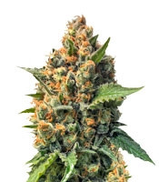 Misty Kush regular seeds