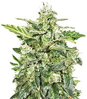 Graines de cannabis Auto Anesthesia (Pyramid Seeds)