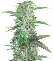 Auto Speed Bud feminized seeds