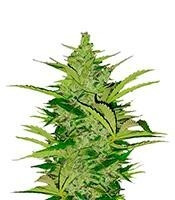 Fast Eddy Automatic CBD (RQS) Cannabis-Samen
